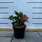 Hortenzia veľkolistá (Hydrangea macrophylla) ´ADRIA´  - výška 20 - 40cm, kont. C3L